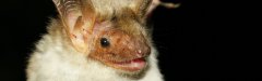 Chauves-Souris